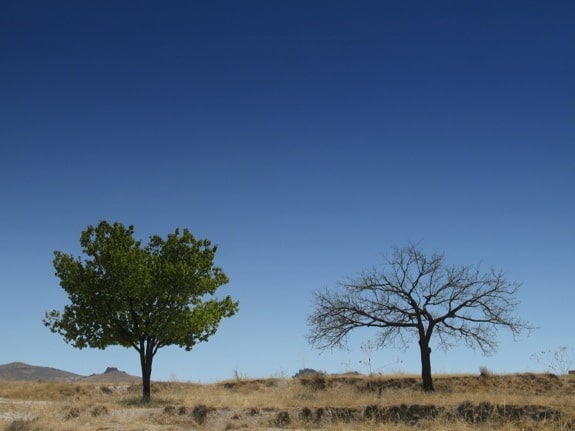 Two Trees: One Dead and One Alive