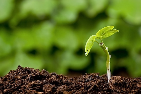 New Plant Just Beginning to Sprout - Photo courtesy of ©iStockphoto.com/Zemdega, Image #5957821